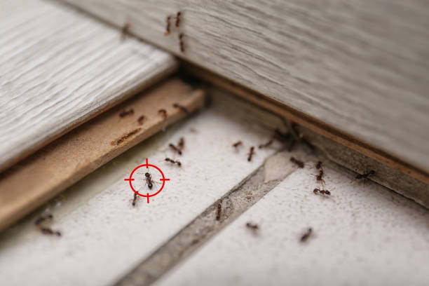 Best Rat Extermination Near Me  in Reform, AL