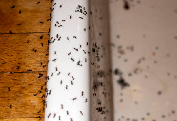 Trusted Reform, AL Pest Control Experts